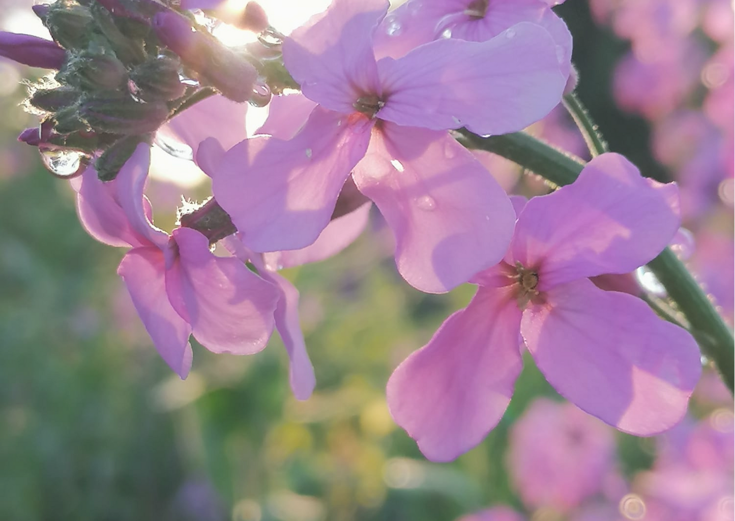 afirmacija sveikata pasveikimas transformacija teiginiai dėkingumas